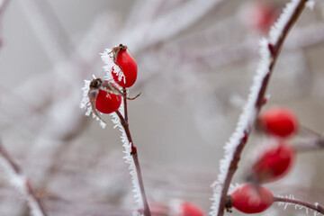 Rose hips with snow on them on a winter day