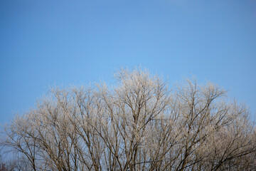 Fototapeta premium The branches of a tree with frost on them