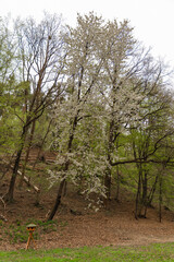Obraz premium A tall cherry tree in full bloom with white blossoms stands in a spring forest clearing. A wooden bird feeder on a tripod adds rustic charm. Peaceful natural scene with soft light and fresh foliage.