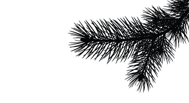Silhouette of a Pine Tree Branch with Needles.