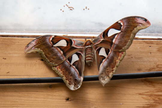 Atlasspinner (Attacus atlas)
