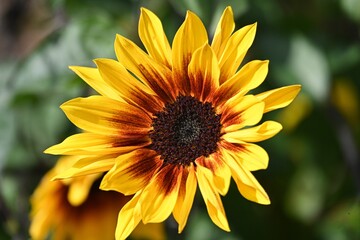 Fototapeta premium Detailed Macro Shot of a Sunflower Head