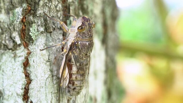 Macro close-up shot of a large cicada resting on tree bark in a summer garden. Detailed view of the insect's wings and body with a soft blurred background. Natural wildlife and entomology concept.
