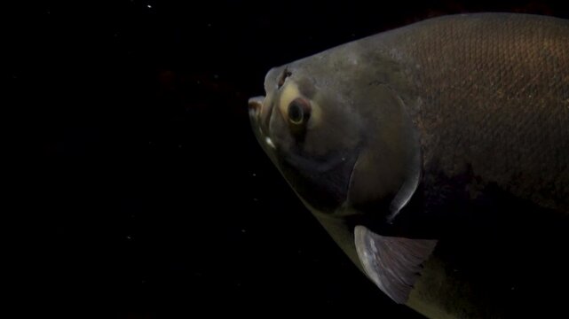 Close-up of a large tropical fish swimming in dark deep water. The silver and gray scales catch subtle light against a pitch black background. Underwater wildlife photography of exotic fish species.