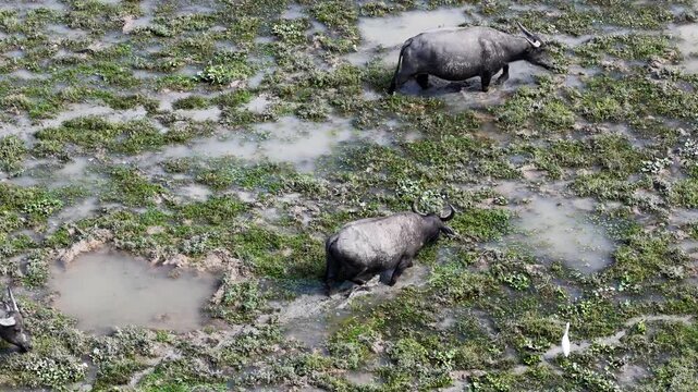 Bubalus Bubalis Water Buffalo At Pui O Hong Kong
