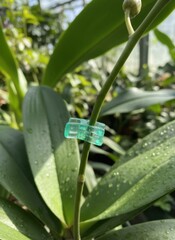 Green Orchid Plant Stem Secured with Transparent Clips in Greenhouse Natural Sunlight