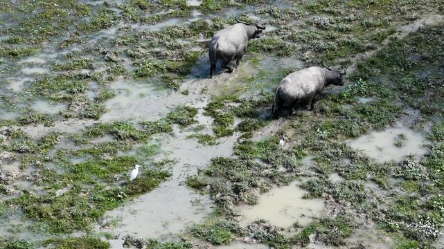 Bubalus Bubalis Water Buffalo At Pui O Hong Kong