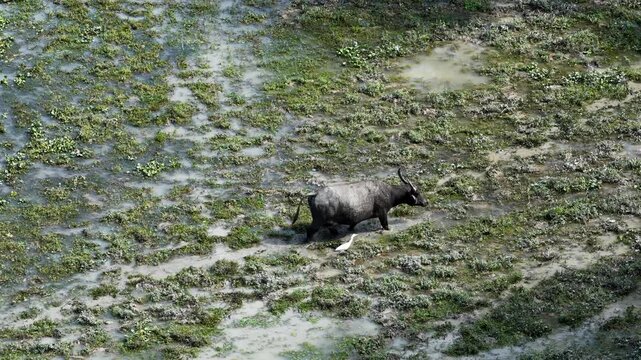 Bubalus Bubalis Water Buffalo At Pui O Hong Kong