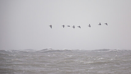 Raue See an der Nordsee am Strand auf Borkum © Dominik Rueß