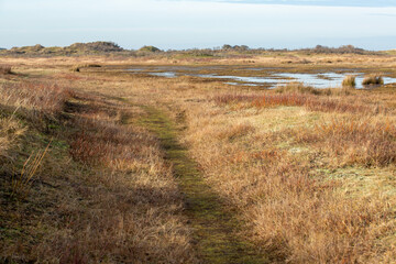 Fototapeta premium Vegetation und Dünen, Borkum Hinterland im Winterlichen Abendlicht