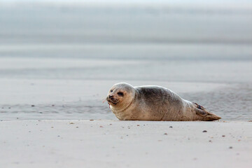 Naklejka premium Seehund Robbe am Strand von Borkum im Wintersturm, Ostfriesische Inseln