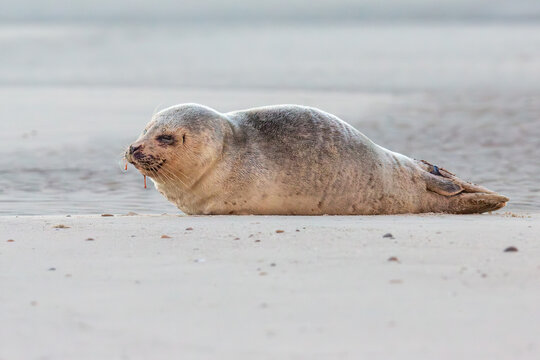Seehund Robbe am Strand von Borkum im Wintersturm, Ostfriesische Inseln
