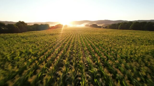 Sunset over cornfield landscape