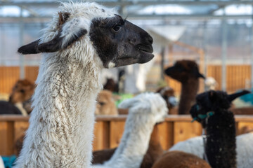 Fototapeta premium Alpaka, im Winter auf Borkum