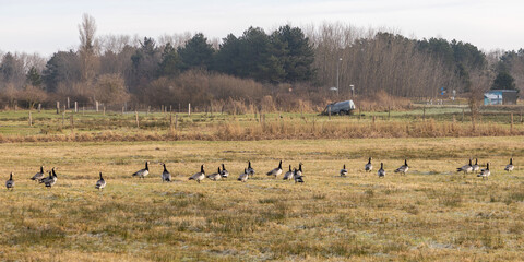 Wild lebende Gänse auf Borkum, Ostfriesland © Dominik Rueß