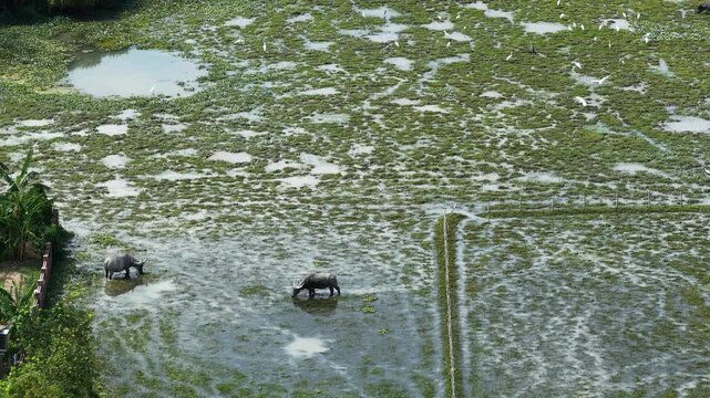 Bubalus Bubalis Water Buffalo At Pui O Hong Kong