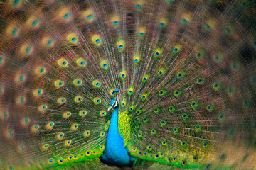 Obraz premium Blaue Pfau (Pavo cristatus) mit Rad