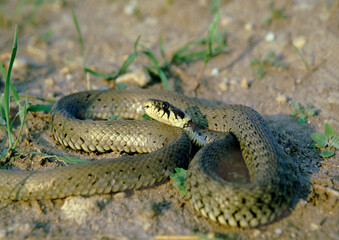 Ringelnatter (Natrix natrix) Schlange