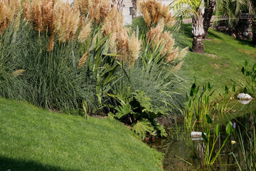 Amerikanische Pampasgras (Cortaderia selloana) Zierpflanze mit Wedel im Garten 