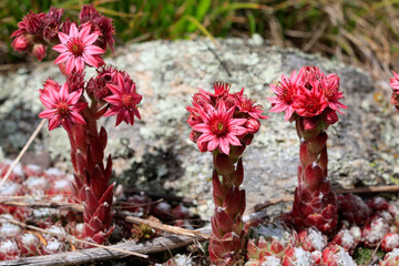 Hauswurz (Sempervivum) Dickblattgew&auml;chs mit Bl&uuml;ten