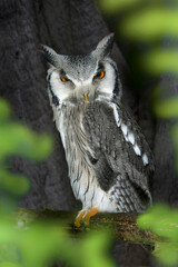 S&uuml;db&uuml;scheleule oder S&uuml;dliche Wei&szlig;gesichtseule (Ptilopsis granti) Eule