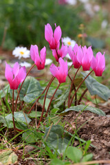 Europ&auml;ische Alpenveilchen (Cyclamen purpurascens) Bl&uuml;ten 