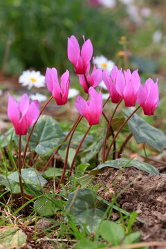 Europ&auml;ische Alpenveilchen (Cyclamen purpurascens) Bl&uuml;ten 