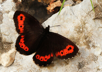 Mohrenfalter, Schw&auml;rzlinge (Erebia) Schmetterling auf Stein