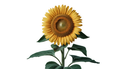 Vibrant sunflower with bright yellow petals and green leaves