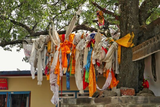 Sacred tree decorated with traditional Buddhist khata ceremonial scarves.