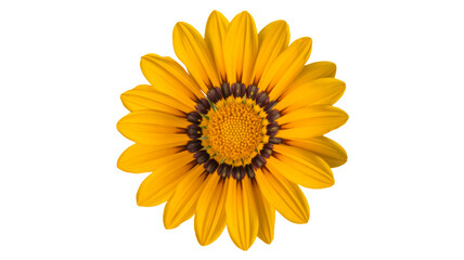 Vibrant yellow flower with dark center on transparent background