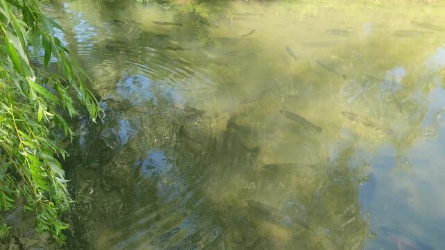 Numerous trout swimming in a shallow, murky river, creating ripples on the water's surface as they move in a group under the reflection of willow trees and a bright, sunny sky