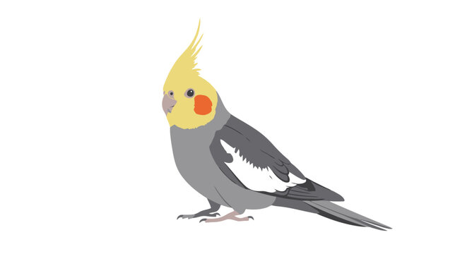 A grey and yellow cockatiel standing on one foot in a simple illustration