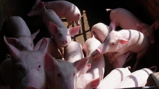 Group of Young Piglets in Sunlit Farm Pen