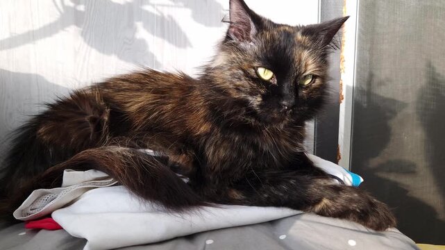 Long-haired tortoiseshell cat with bright yellow eyes lies on a pile of clothes. The cat turns its head slowly while basking in the natural sunlight from a window.