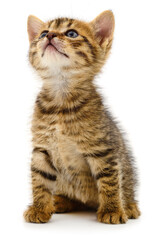 Small tabby kitten sitting on white background looking up