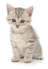 Small grey tabby kitten sitting on white background looking forward