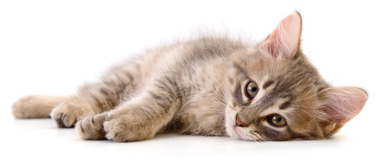 Small fluffy kitten lying on white background and looking at camera