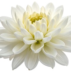 Fototapeta premium Captivating, radiant white dahlia blossom displaying symmetrical petals and a bright center, isolated on white