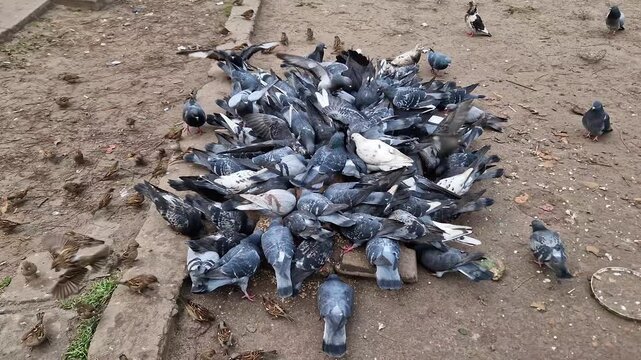 Flock of urban pigeons and sparrows frantically pecks at food on dirt ground. Birds jostle for position in a chaotic cluster of flapping wings.