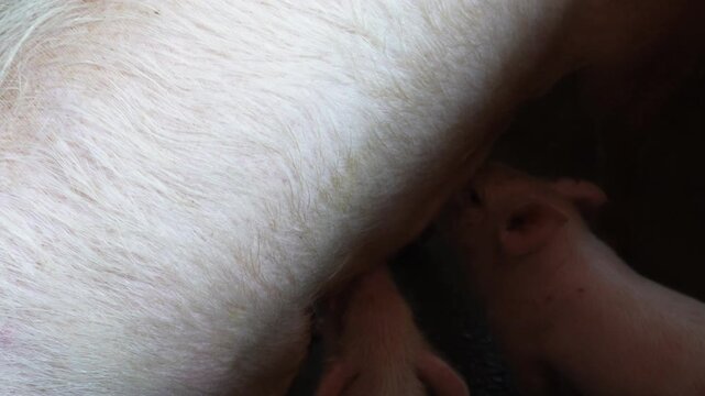 Piglets nursing from sow in farm pen