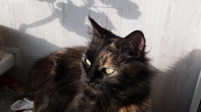 Long-haired tortoiseshell cat with green eyes rests indoors. Bright, direct sunlight creates a high contrast shadow on the wall behind the pet.