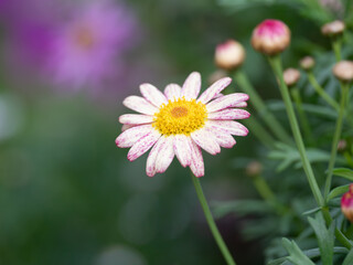 春の花壇のピンクのマーガレット