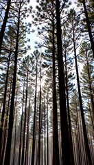 Serene Morning Light Through Tall Pine