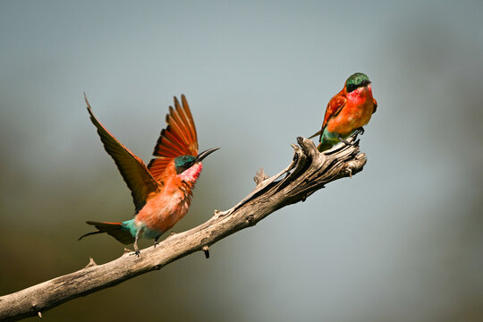 Carmine bee-eater chases another on dead branch