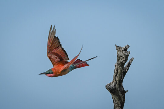 Carmine bee-eater flies away from dead stump
