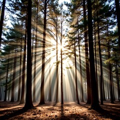 Sunlit Pine Forest with Glowing Light Beams