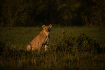 Fototapeta premium Young male lion sits staring behind bush
