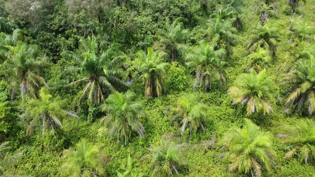 Low-flying drone view of oil palm plantation on waterlogged land