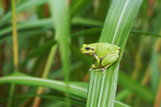 Side view of a tiny green tree frog clinging to a vertical blade of grass.